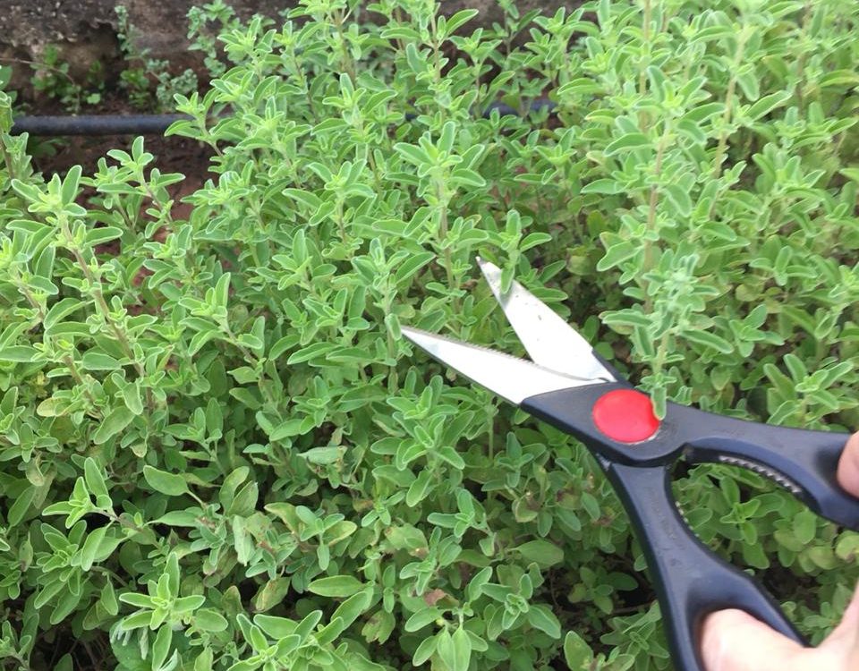 gardening